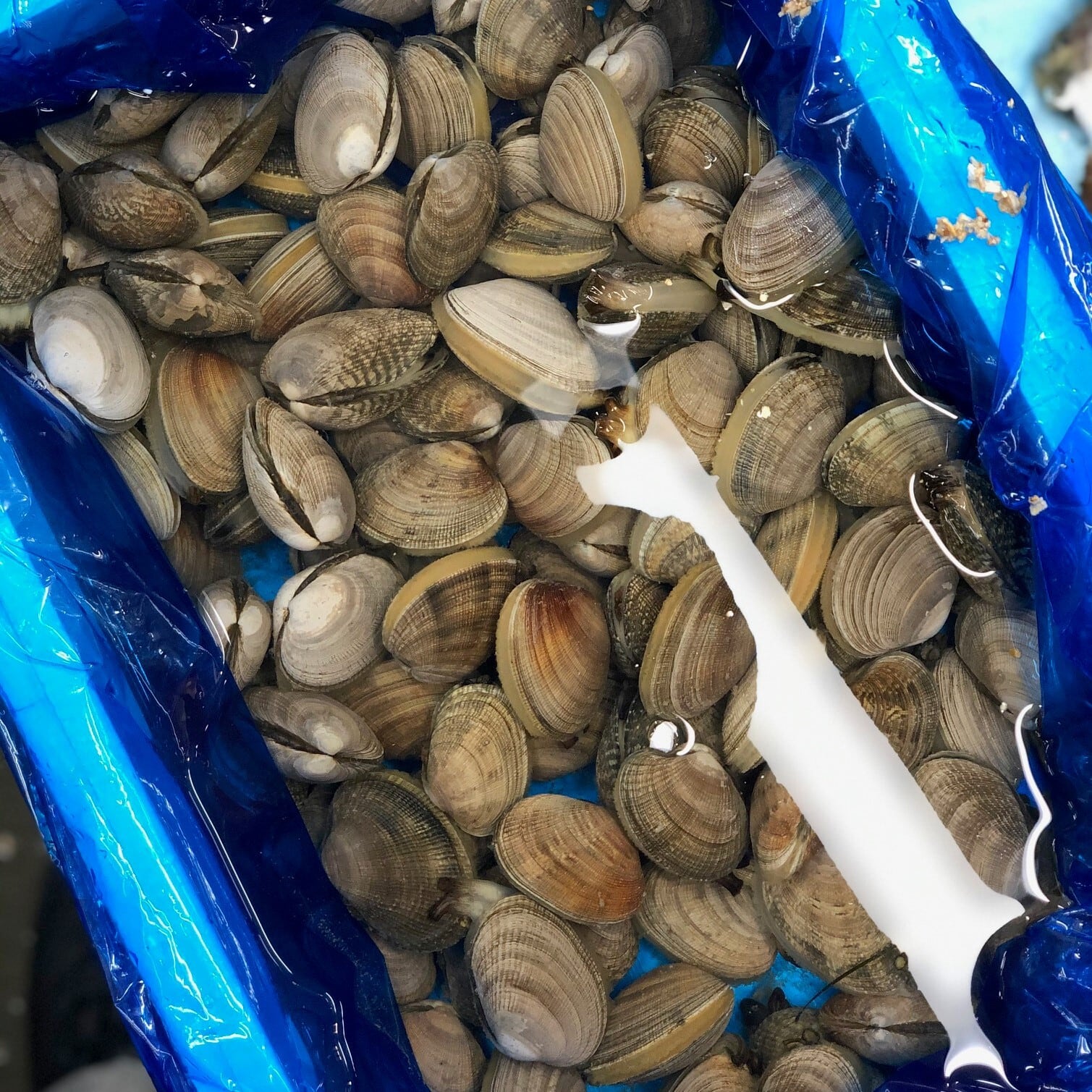 北海アサリ 1kg 北海道根室・厚岸産 特大サイズ（1個20-30g前後