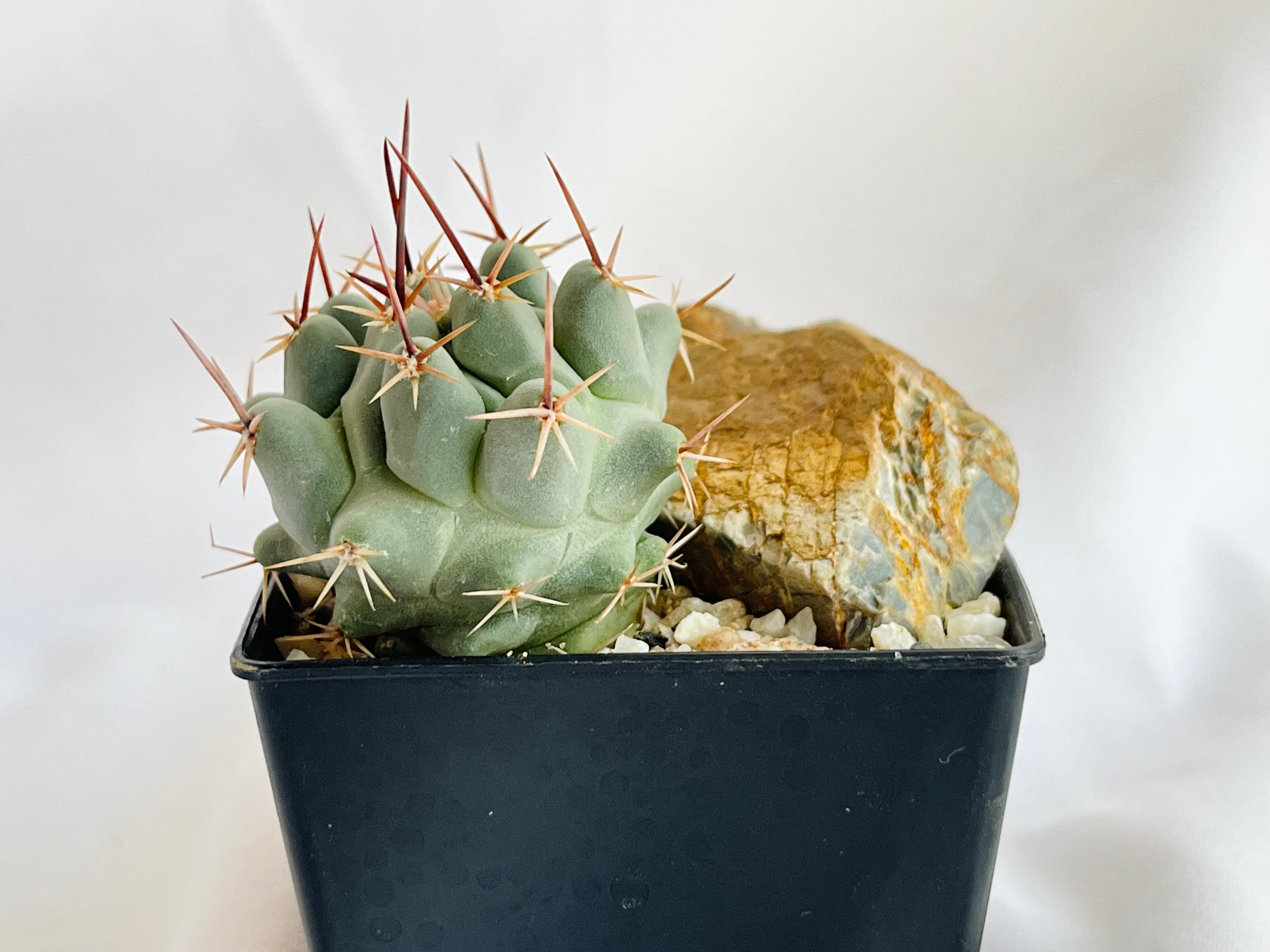 Thelocactus nidulans テロカクタス 鶴巣丸 サボテン | plants MARU