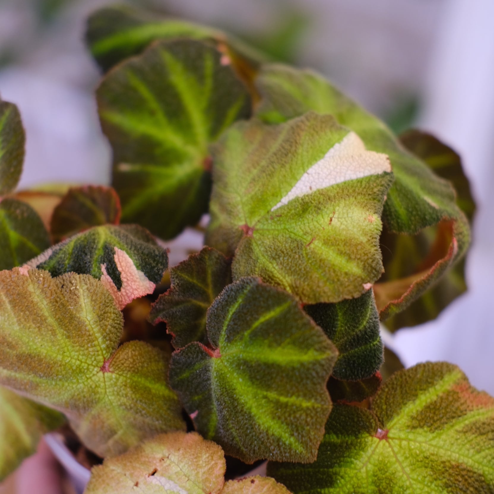Begonia soli mutata Variegated / ベゴニア ソリムタータ