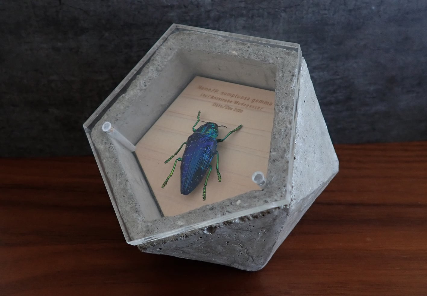 BUG STONE /ニシキカワリタマムシ | BUGS-DESIGN