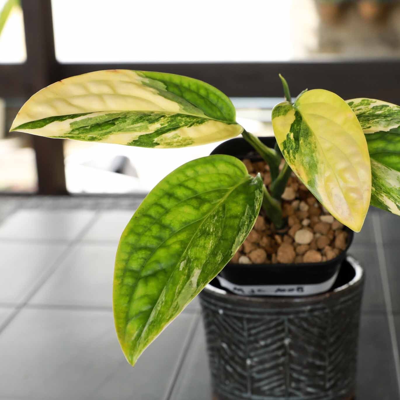 フィロデンドロン ビレッティア 斑入り 大株【激レア】Philodendron