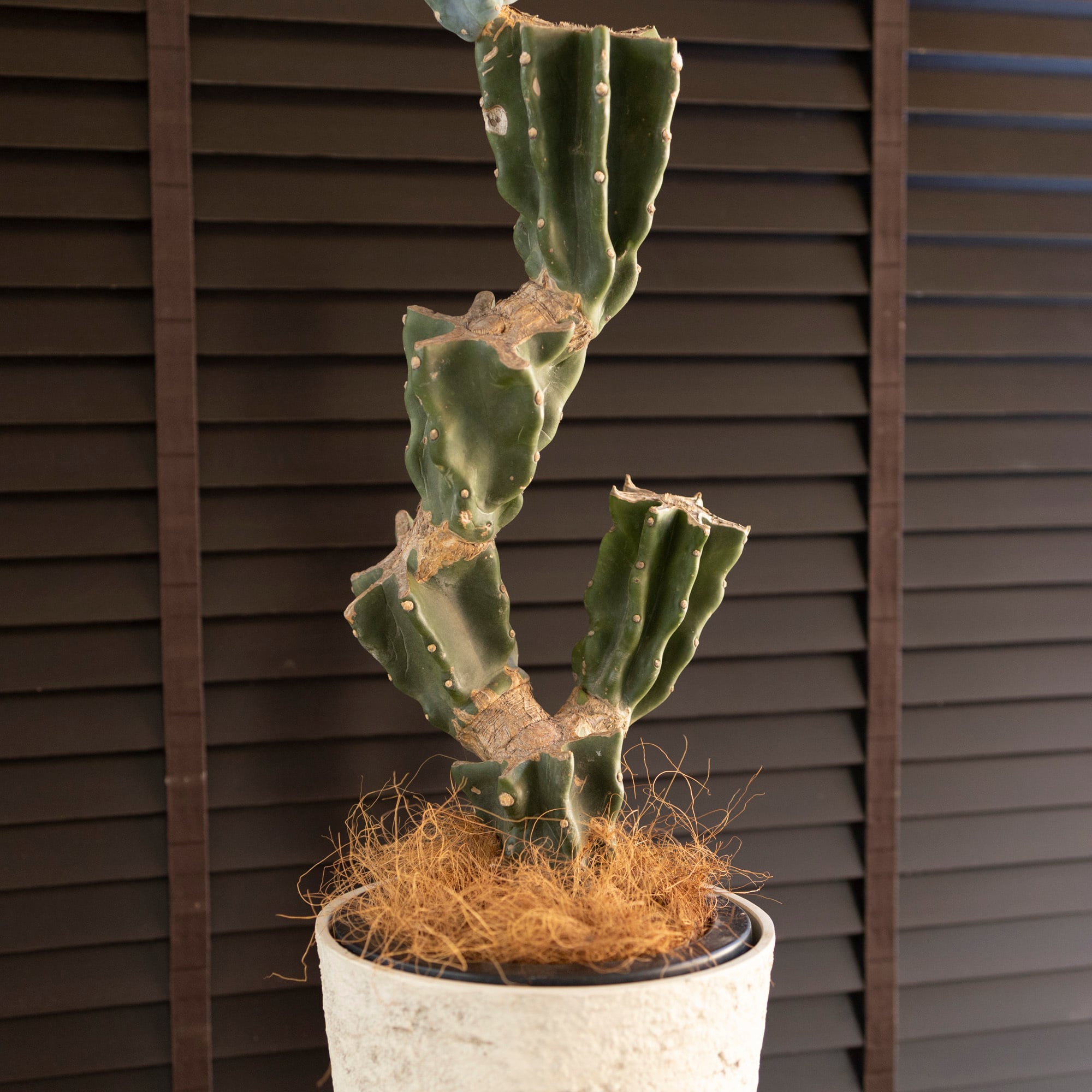 大人気 柱サボテン ブランチ 鬼面角 7号 Branch サボテン 観葉植物
