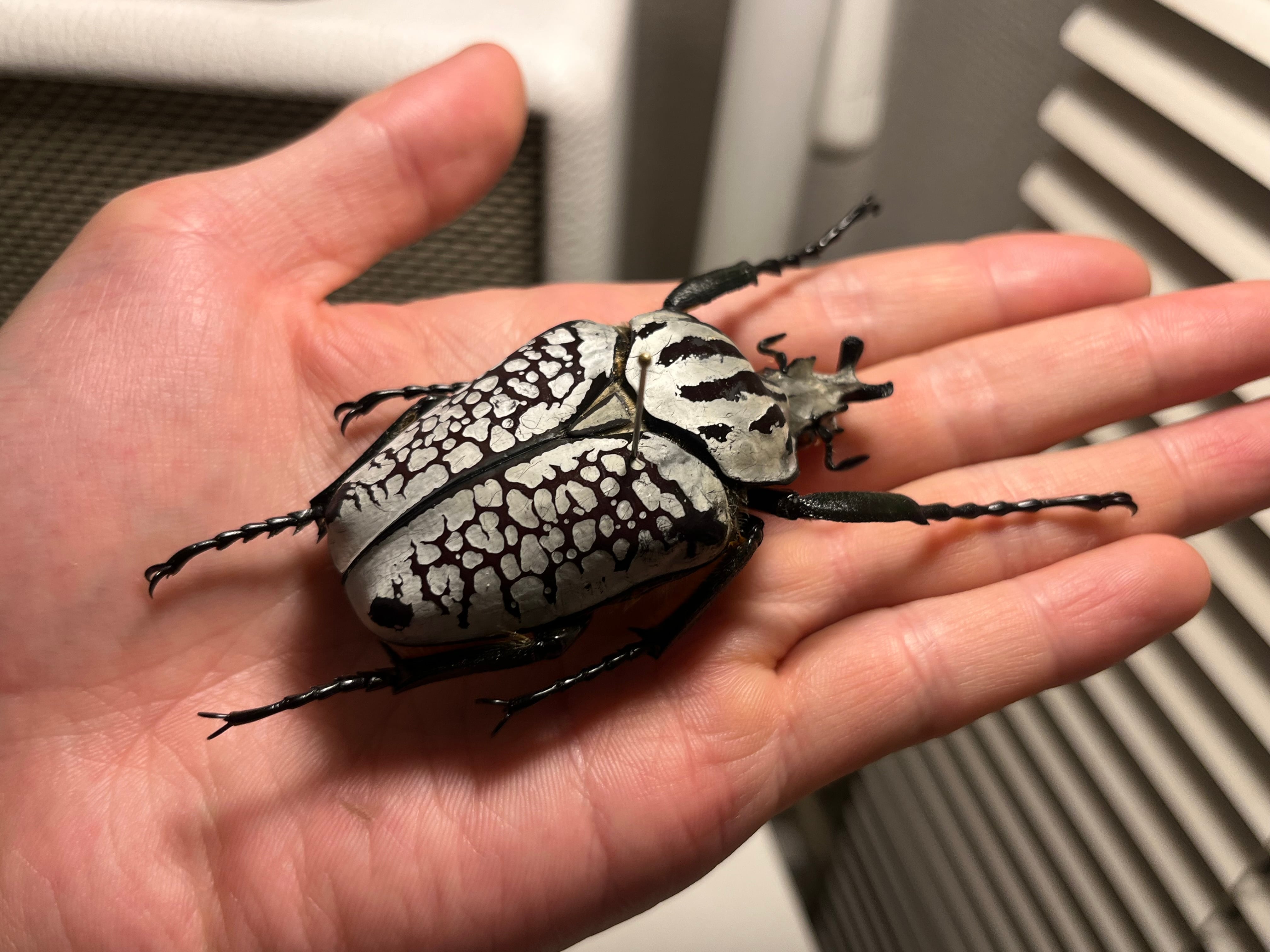 銀色】シラフゴライアスオオツノハナムグリ Goliathusorientalis