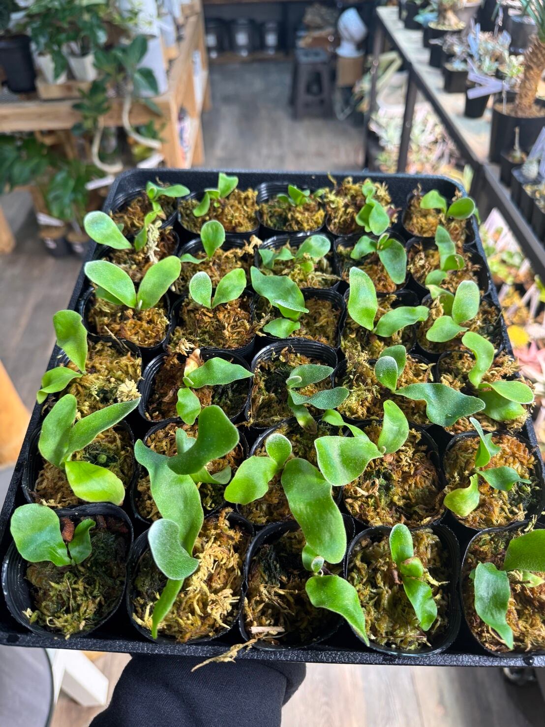 ビカクシダ willinckii Dwarf Nook × Bogor Mr. Suddan (mix spore