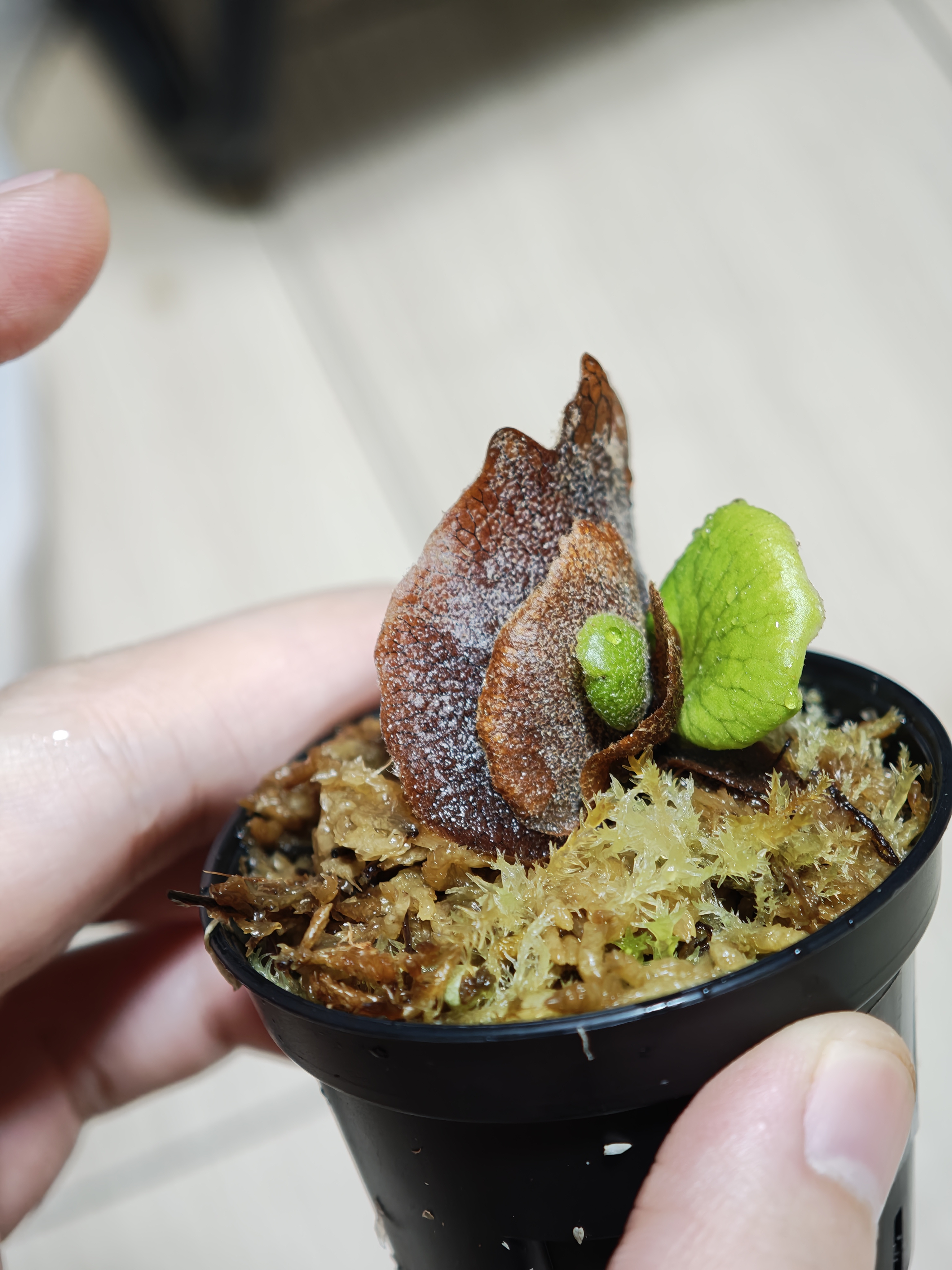 nanoの成長点、埋まっているのか？ ビカクシダの森