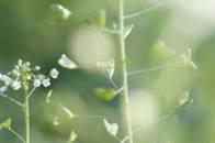 ぺんぺん草とは？「ぺんぺん草も生えない」の意味や使い方も解説