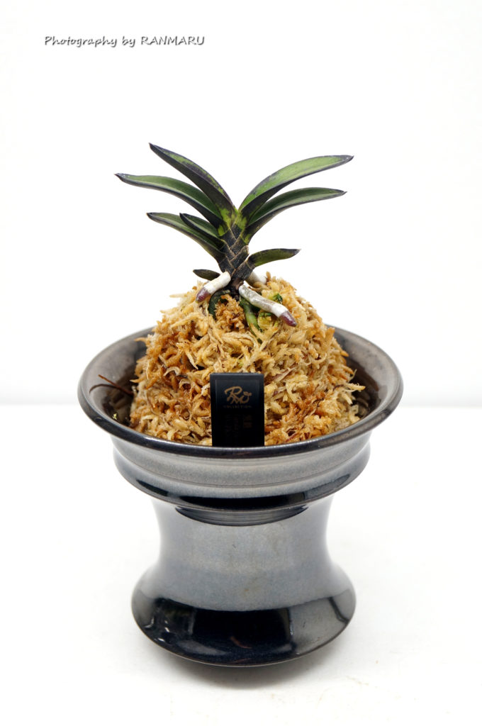 我が家の富貴蘭を紹介！ | BOTANICAL HEARTS ~植物で心に癒やしを~