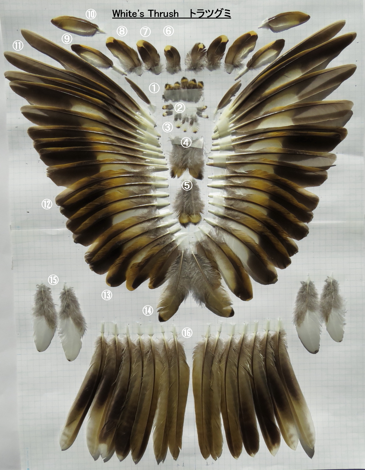 羽標本にしたトラツグミ | 花鳥風月に遊ぶ 2