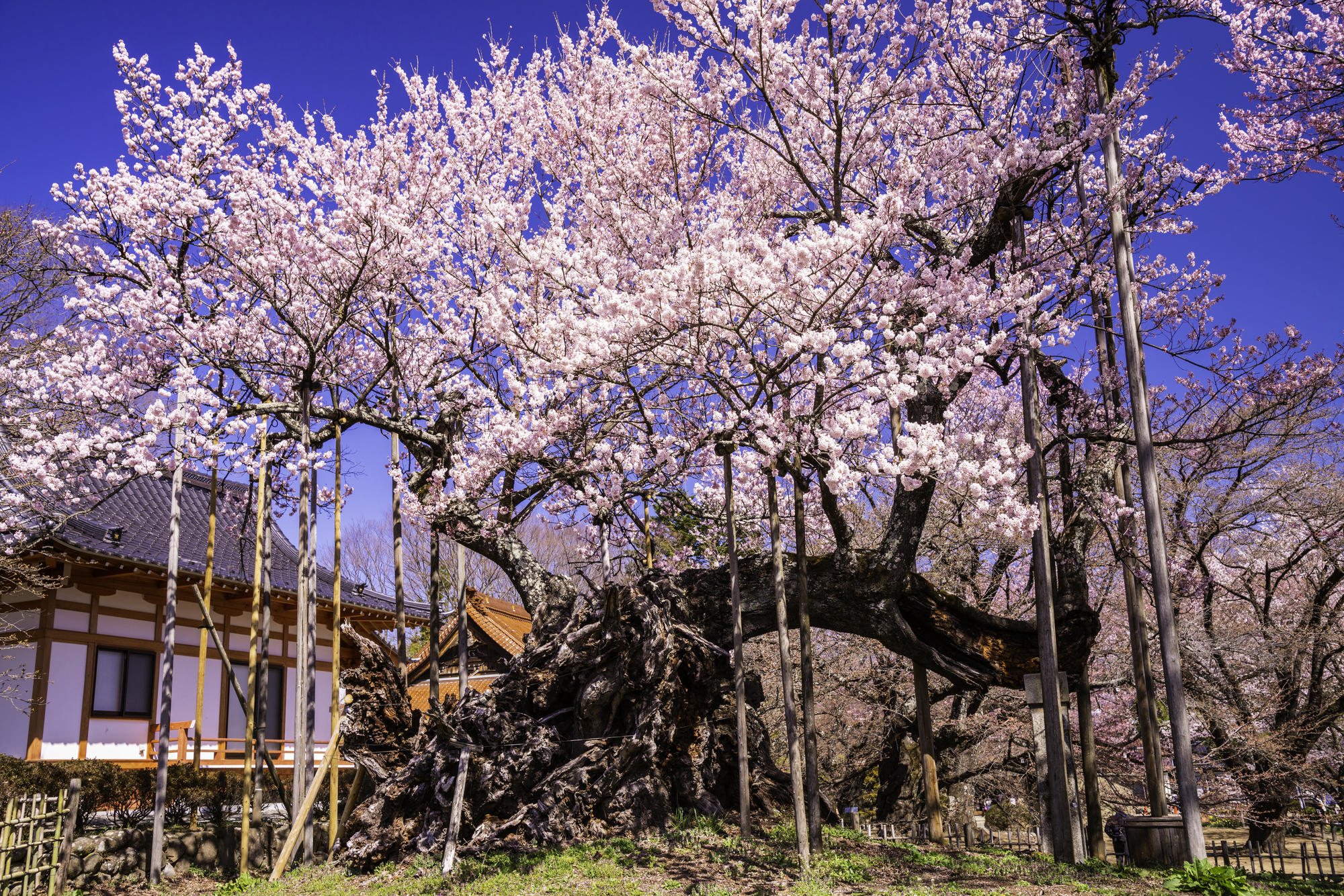ヤマザクラやカワヅザクラ、そして日本三大桜の知名度は？～阪急交通社