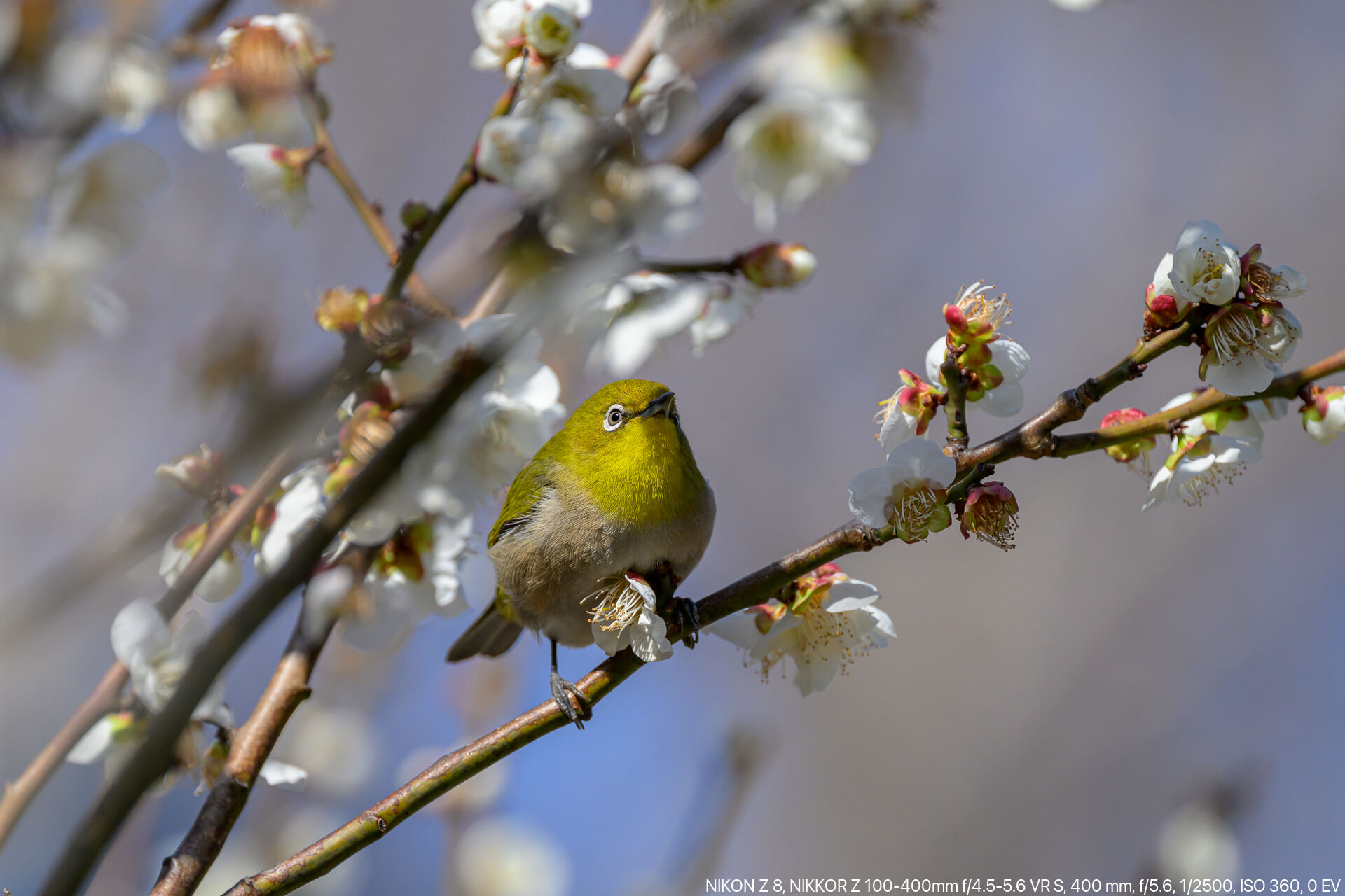 春の気配を伝えに来るウメジローとサクジローを撮る – 酔人日月抄外伝