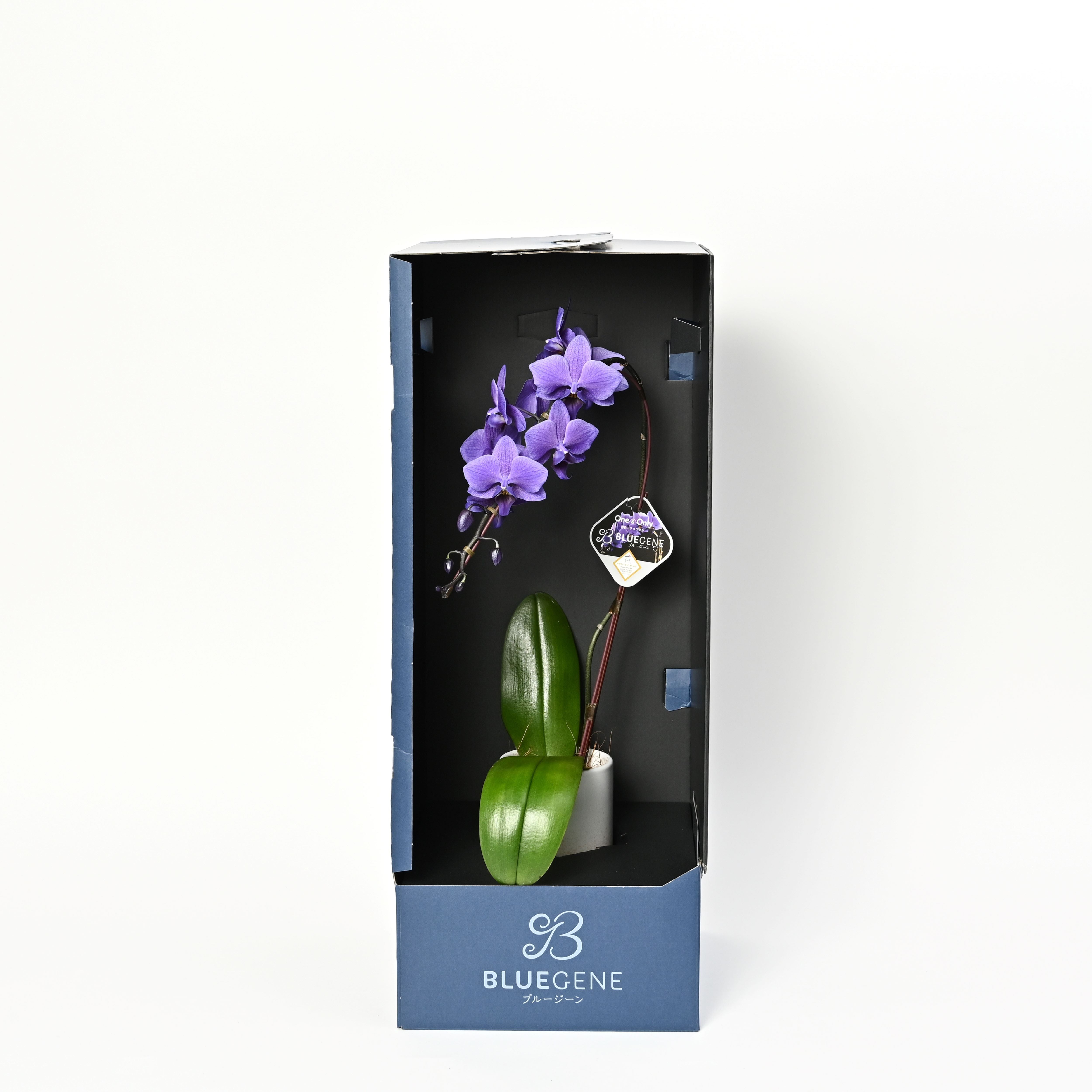 公式】青色胡蝶蘭ブルージーン1本立鉢 ピンクシリンダー／世界初の特別