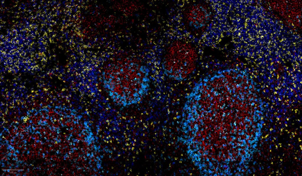 CellScape - Precise Spatial Proteomics - Bruker Spatial Biology