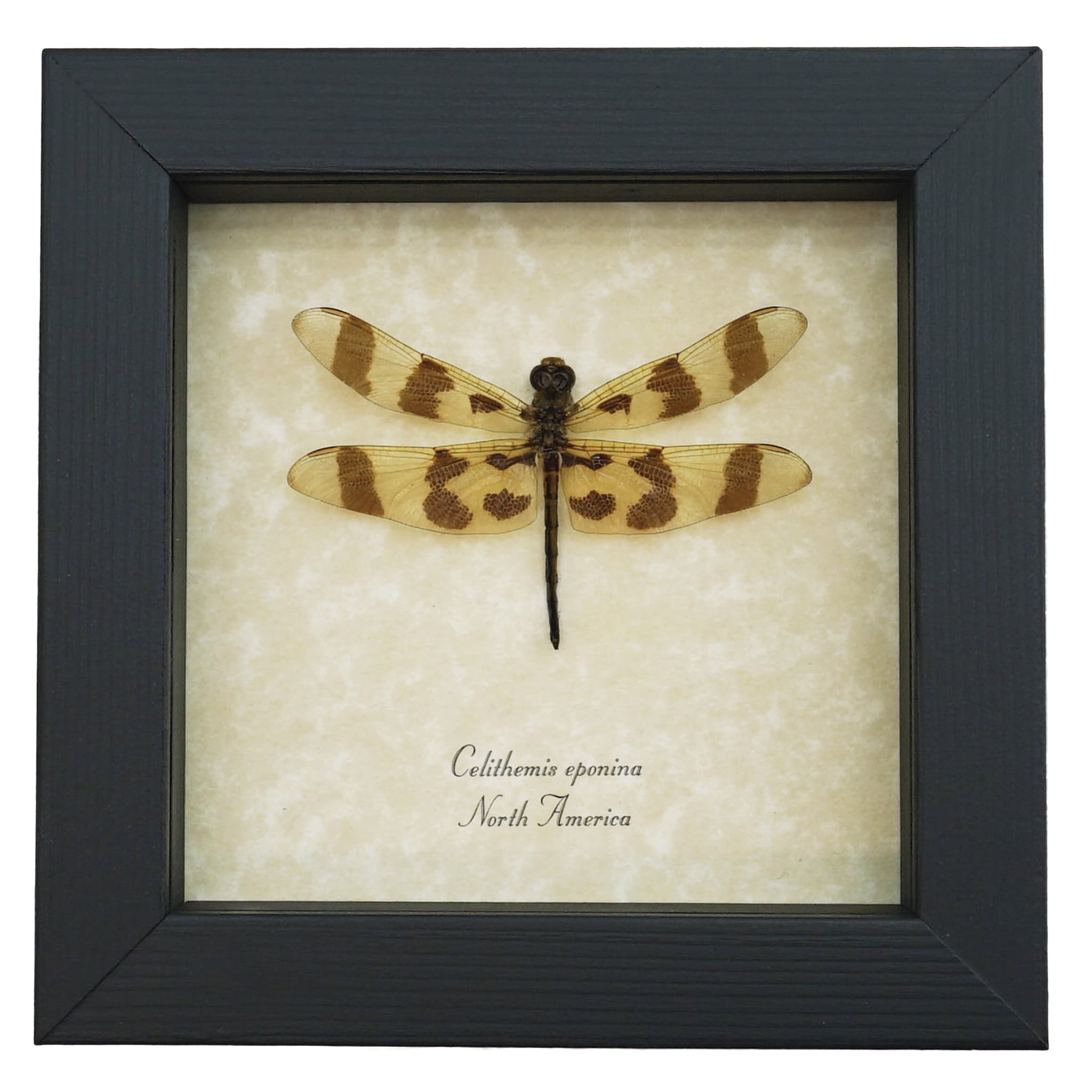 Halloween Pennant Dragonfly - Real Framed Insect Celithemis