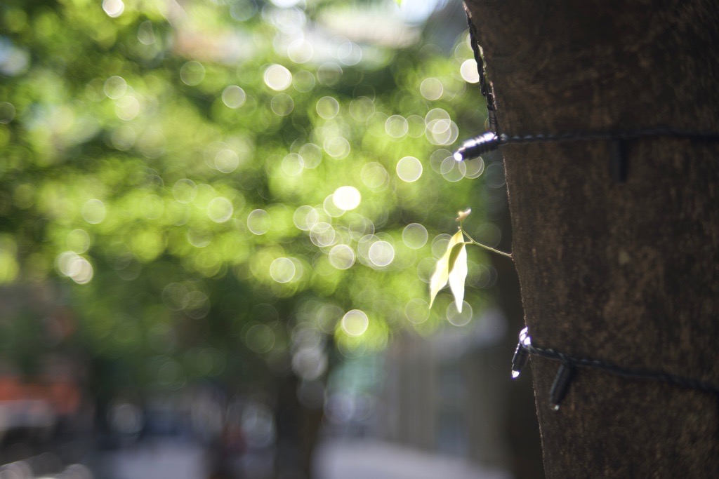 バブルボケでいこう！FUJINON 55mm F2.2｜レビュー＆作例 - くららの