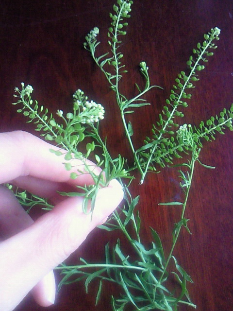 ぺんぺん草ではないのだけれど - AtelierMina's blog