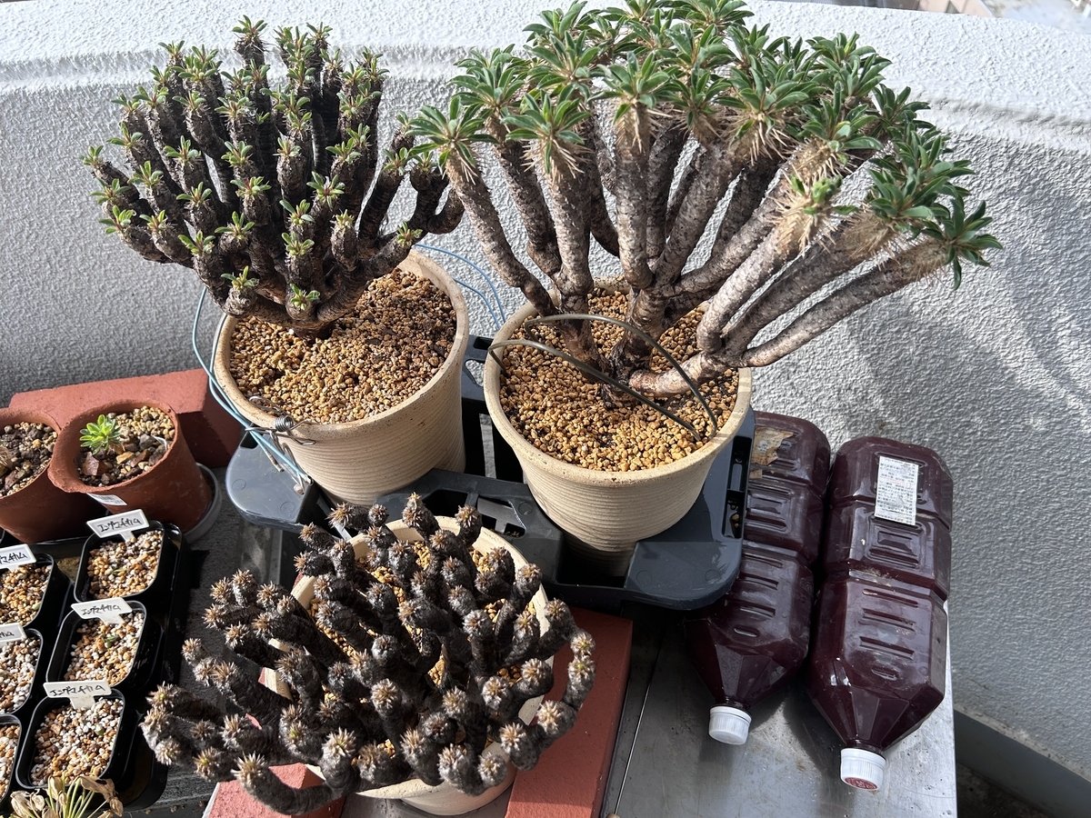 ユーフォルビア・ギラウミニアナ 現地球育ててみる③ 2024年【冬の準備