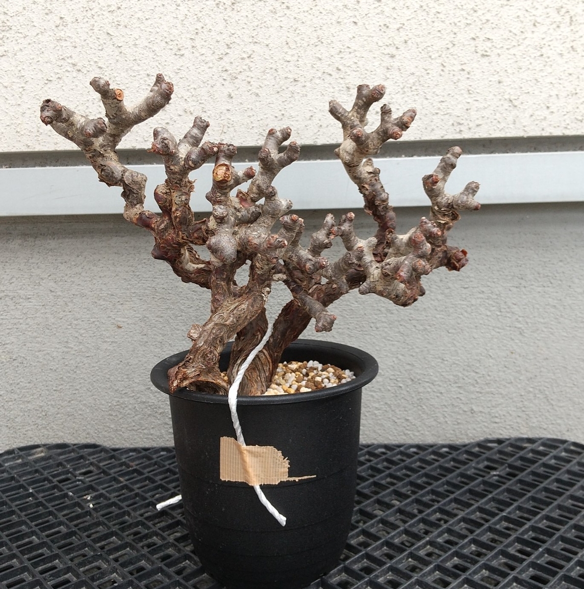 発根管理マスターへの道 5つのコツ】Pelargonium mirabile