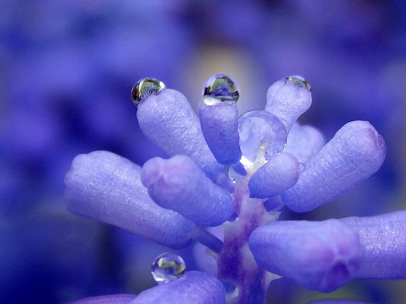 水滴に咲く花＾＾ - 新・ぼちぼち植物などを