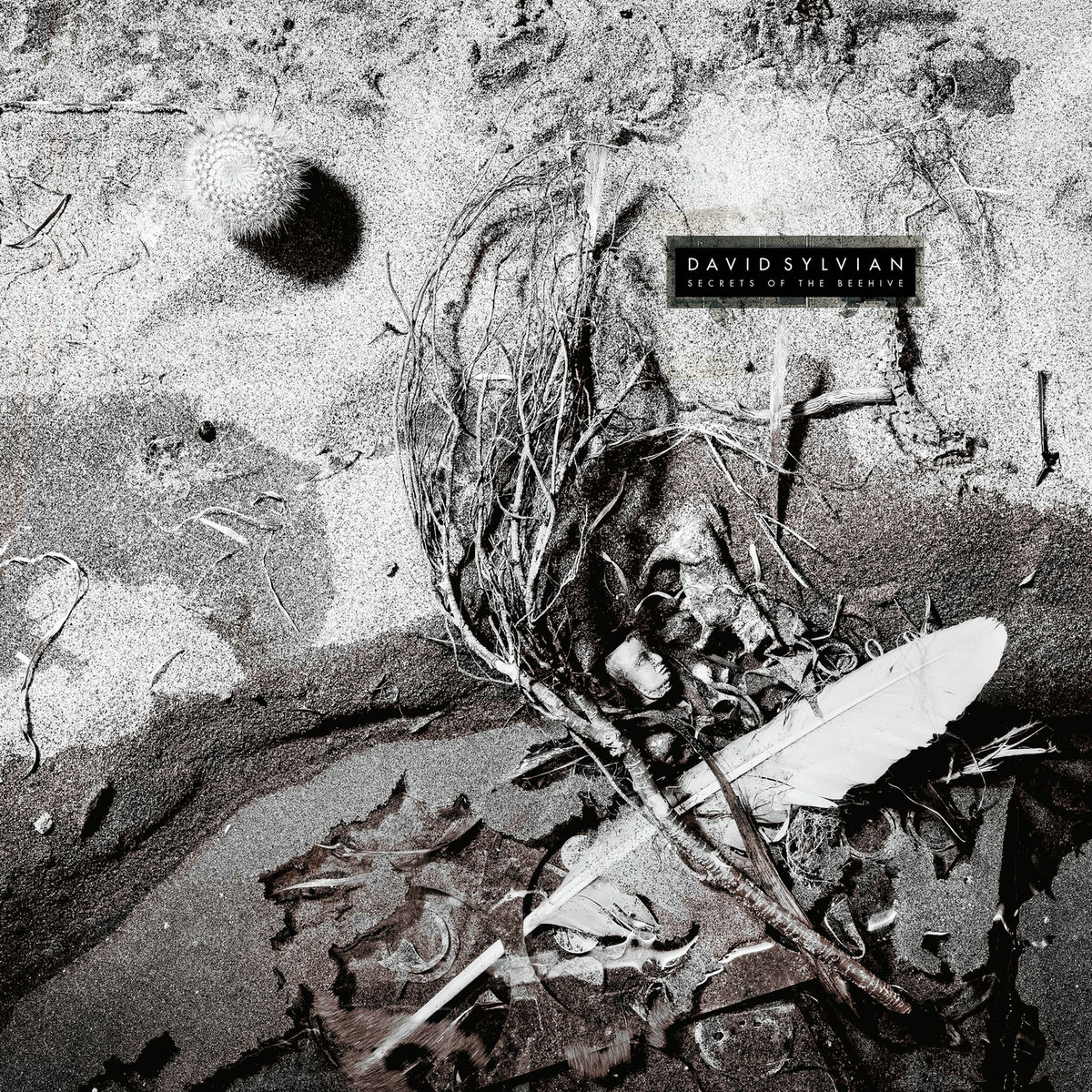 David Sylvian: albums, songs, concerts | Deezer