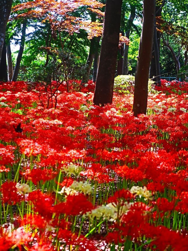 常盤平-2 祖光院 ヒガンバナの名所 満開！ ☆赤/白花の群生・黄/ピンク
