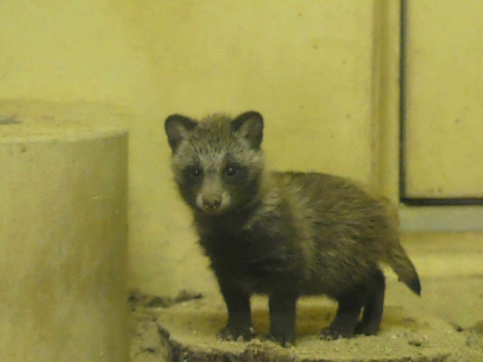 たぬきの赤ちゃん | I Love Higashiyama Zoo❣️