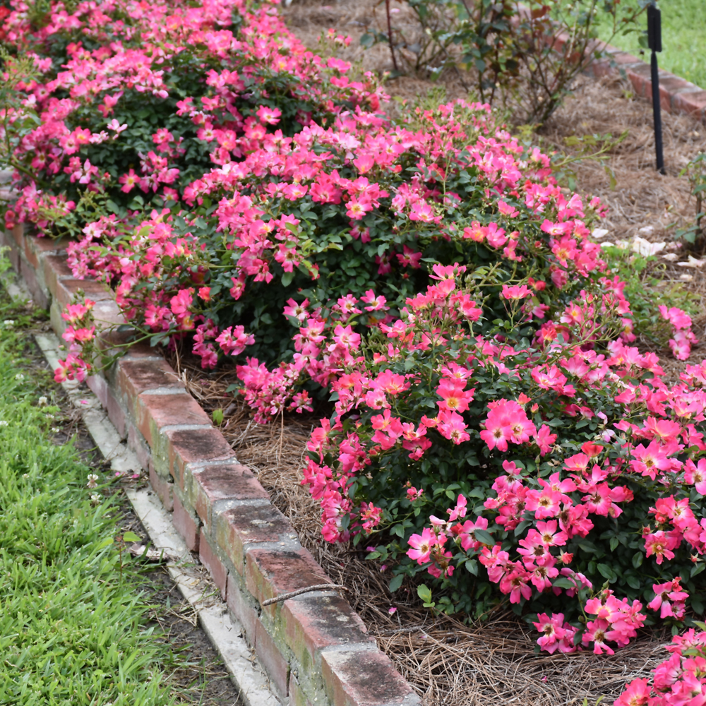 Pink Drift Rose | Indy Plants