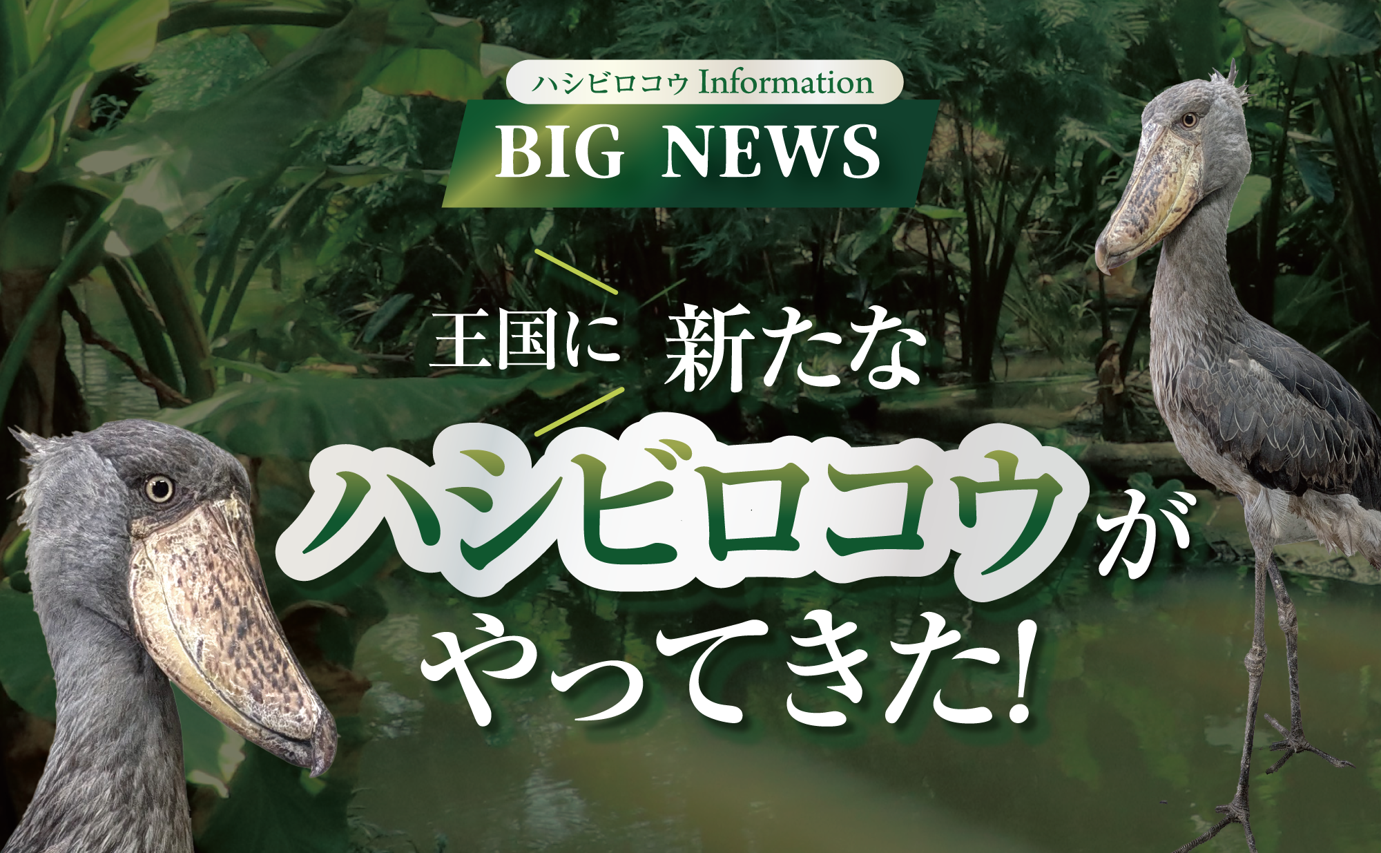 BIG NEWS！神戸どうぶつ王国に新たなハシビロコウがやってきた