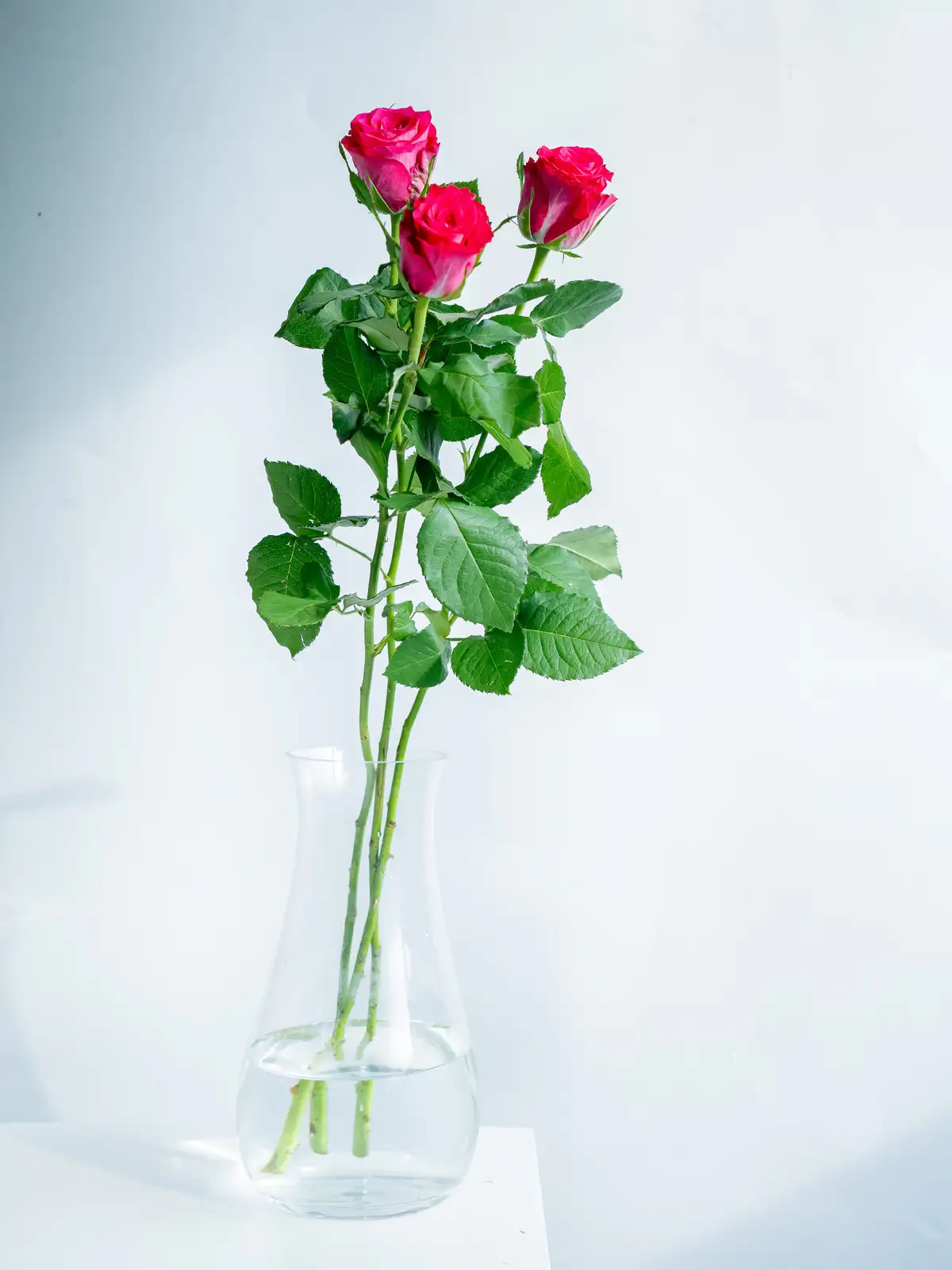 バラ（ピンク）オーケストラ｜花の仕入れを簡単に。花材の卸通販｜ハナイチ