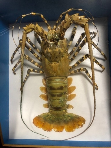 額装 特大サイズ 伊勢海老 剥製 ニシキエビ 縁起物 沖縄 (Sky Blue) て