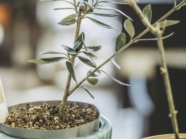 オリーブの木の挿し木｜時期と方法について | 観葉植物の通販 AND