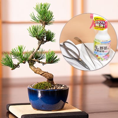 盆栽とのセット商品の販売 | 盆栽妙 – 盆栽妙 本店