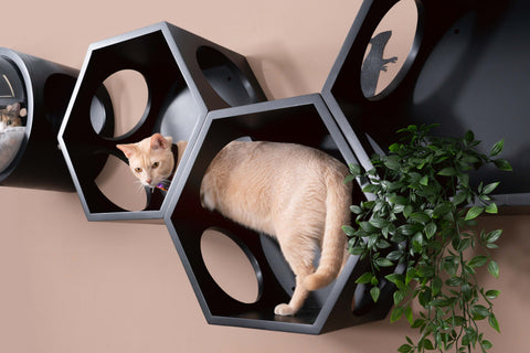 Busycat Black