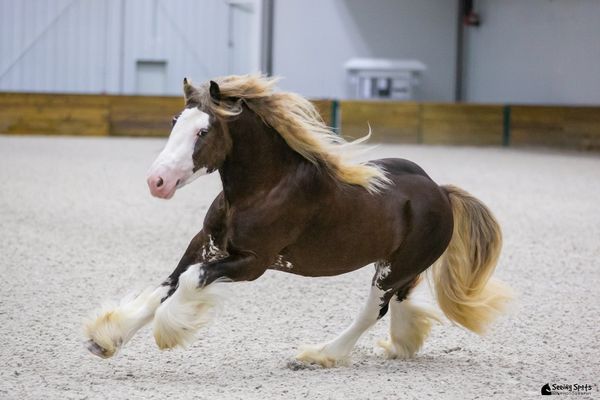 Lord Zakur of Dirthmatore - Platinum Equine Auction