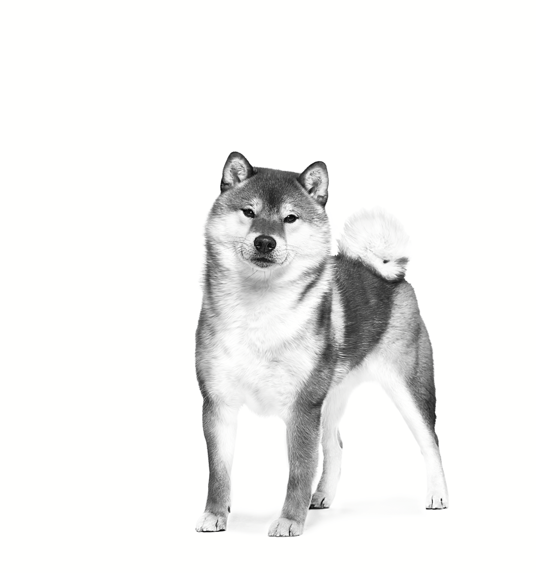 柴犬（成犬用 ドライ） | Royal Canin JP