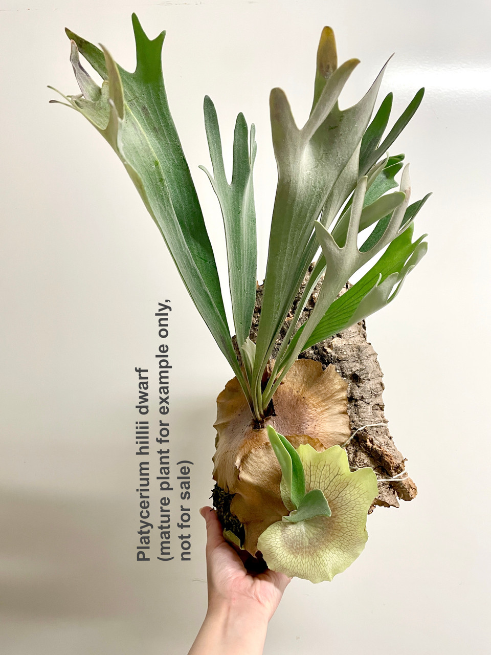 Platycerium hillii dwarf | rare fern | SapphireChild Orchids