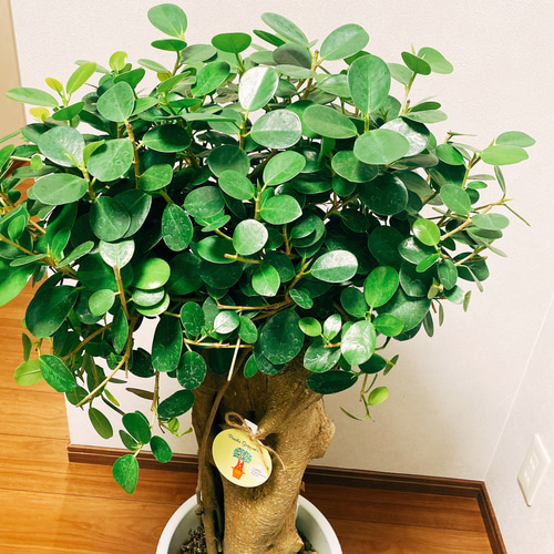 在庫］【希少】 パンダガジュマル 接木 プラスチック鉢 観葉植物 レア