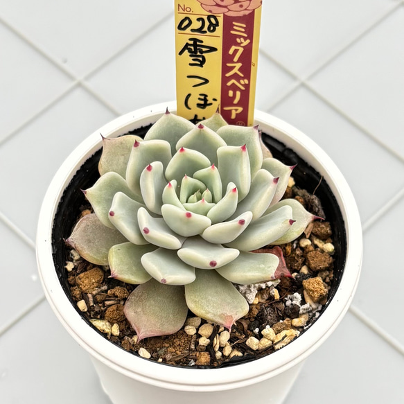 雪つぼみ ミックスベリア おらいさん苗 多肉植物 多肉植物