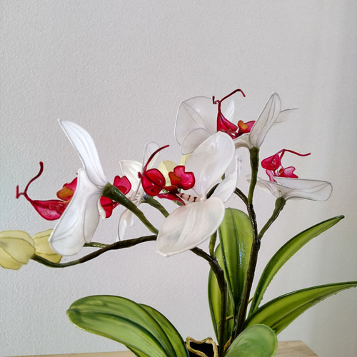 胡蝶蘭♡ホワイト♡鉢植え♡アメリカンフラワー♡ディップアート