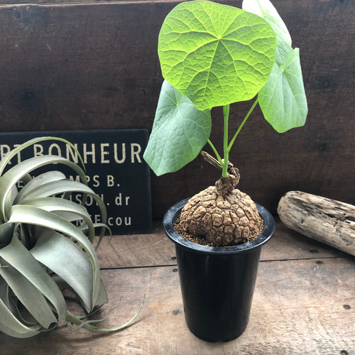 スベローサ♡ステファニア♡立派♡塊根植物♡多肉 アートフラワー パリ