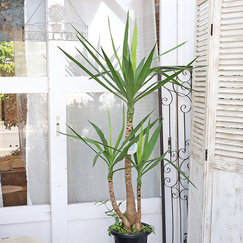送料無料 観葉植物 ユッカエレファンティペス 8号 高さ150cm 青年の木