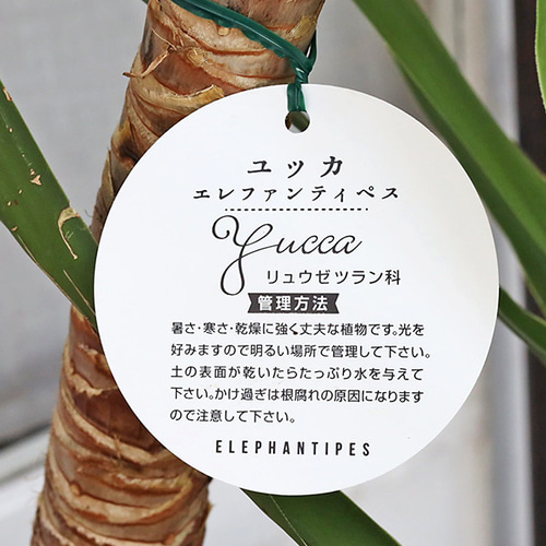 送料無料 観葉植物 ユッカエレファンティペス 8号 高さ150cm 青年の木