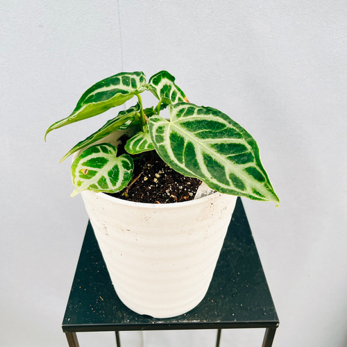 現品］【希少】72番 アンスリウム クリスタリナムcultivar 4号 観葉