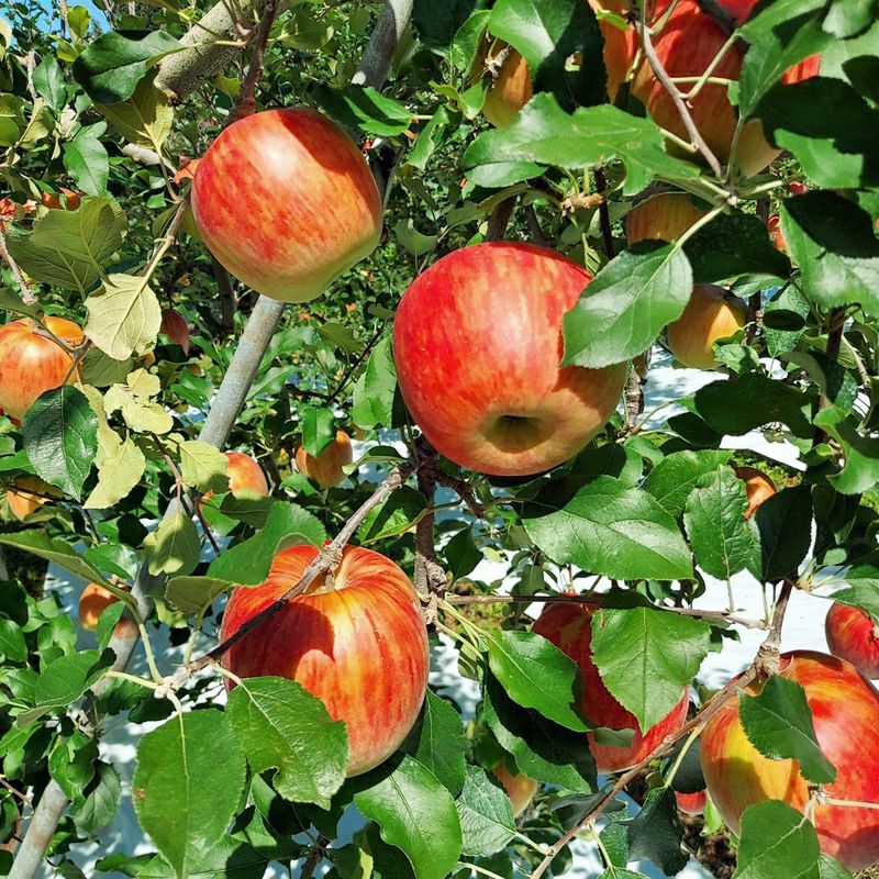 店長おすすめ旬のりんご3種セット | COCORO FARM VILLAGE