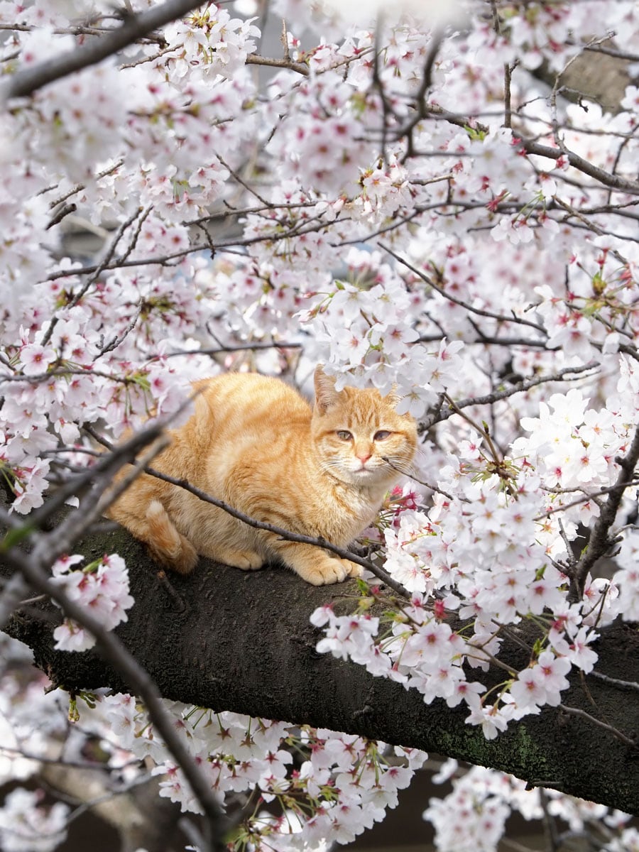 桜の楽しみ方は猫が一番知っている？ 「人間よ、花見の正解はこれニャ