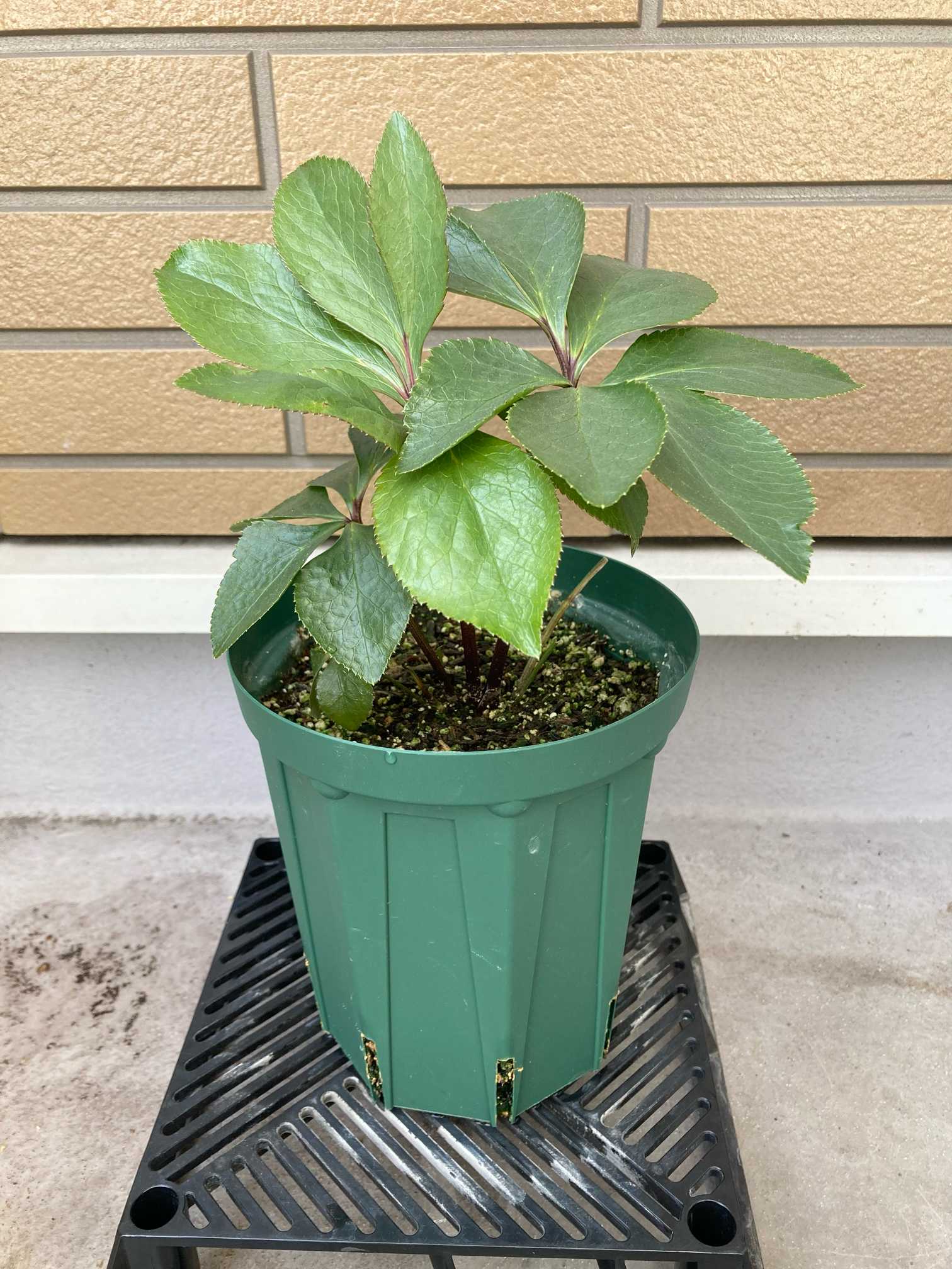 初めての【クリスマスローズ】開花までの記録｜🍀GreenSnap（グリーン
