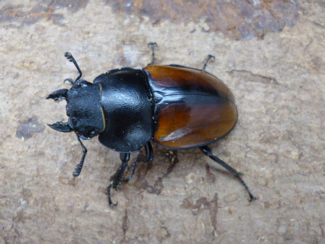 5/29新着☆ボルネオ便☆天然☆カステルナウディツヤクワガタ | Dorcusfarm
