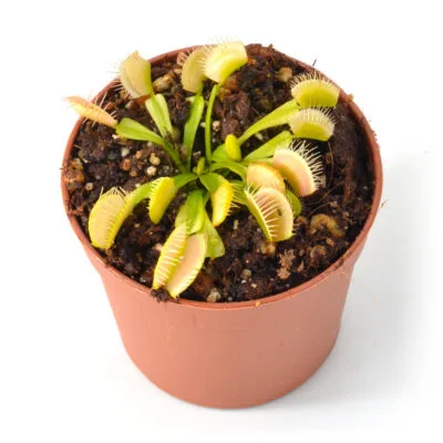 Variegated Venusflytrap | Diflora