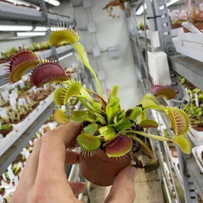 Variegated Venusflytrap | Diflora