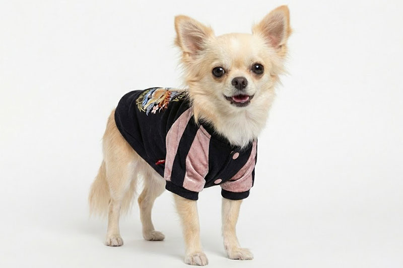 予約限定ウェア]岡山デニム・ボーン名入れ刺繍・サロペット | 犬服通販