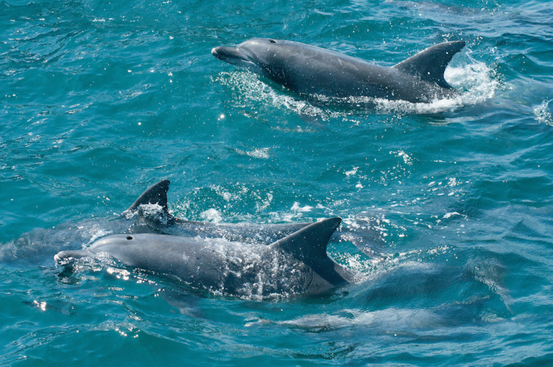 イルカの写真集 - 口之津イルカウォッチング
